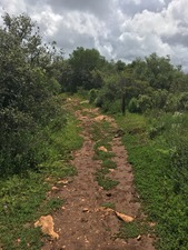 Medium300